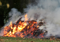 Za spalanie liści grozi kara