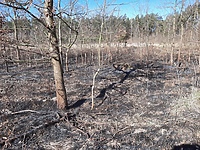 Zagrożenie pożarowe - leśnicy proszą o ostrożność!