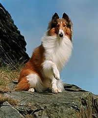 Zaproszenia na „Lassie”