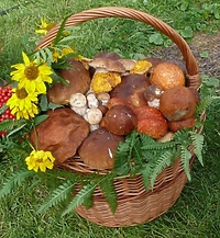 Zbierali grzyby... i pieniądze