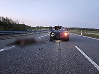 Zderzenie z łosiem na S7