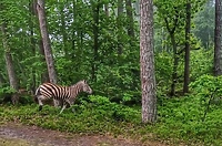 Po lesie biegała... zebra