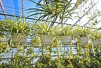 Na wiosnę odmienią twój dom i ogród