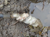 Zafoliowana infrastruktura