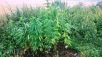 Zlikwidowali kolejną plantację marihuany