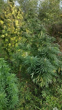 Zlikwidowali plantację konopi indyjskich