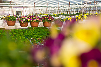 Zobacz, kto wygrał bratki