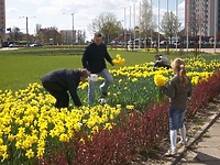 Żonkile opanowały Elbląg. Już siódmy raz