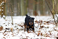Zostań realnym lub wirtualnym opiekunem