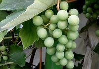 Złoty pierścionek za zdjęcie. Głosowanie zakończone!