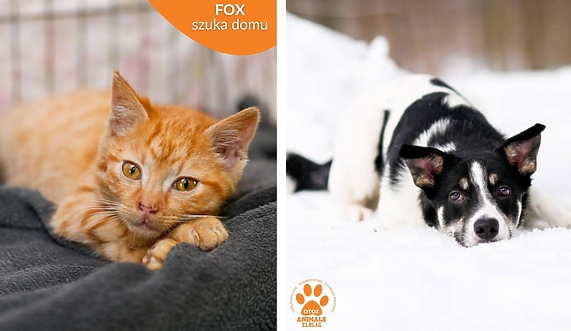 Galeria pod psem i kotem 