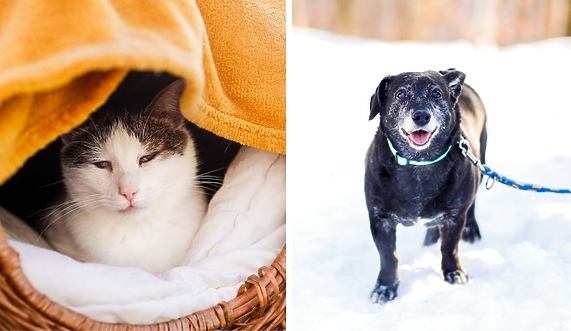 Galeria pod psem i kotem 