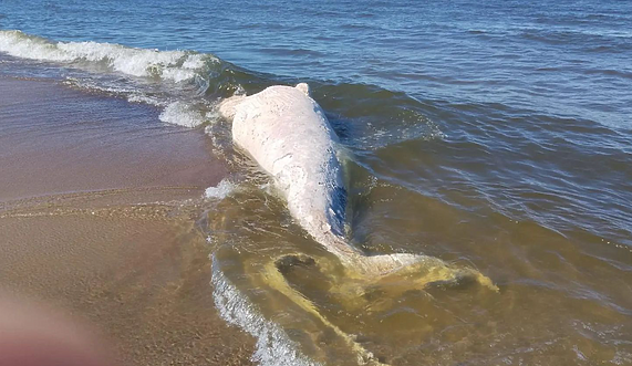 Martwy wieloryb na plaży. Pobrano próbki DNA do badań