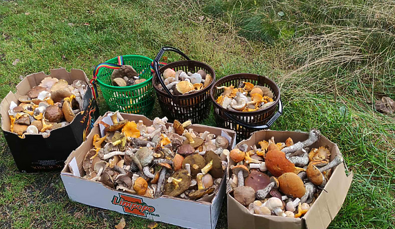 Klimat i grzybiarzy czekają zmiany. Koniec z kurkami i podgrzybkami! Klimat i grzybiarzy czekają zmiany. Koniec z kurkami i podgrzybkami!