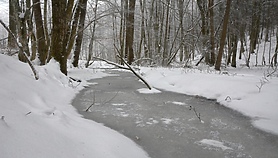 Chcą zatrzymać wodę w lesie