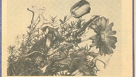 Czar zamechowskiego Dnia Kobiet