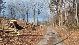 Czytelnik: szlak do plaży bez drzew
