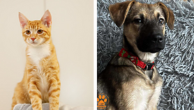 Galeria pod psem i kotem 