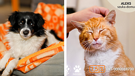 Galeria pod psem i kotem 