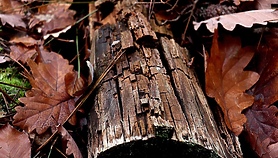 Przy Mazurskiej wytną 17 drzew Przy Mazurskiej wytną 17 drzew