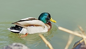 Ptasia grypa w Elblągu