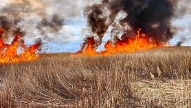 Kolejny pożar trzcinowiska