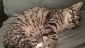 Dzień Kota w schronisku