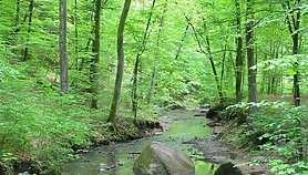 Leśne konsultacje