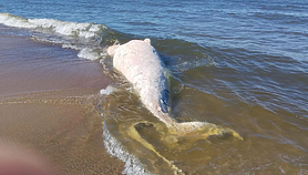 Martwy wieloryb na plaży. Pobrano próbki DNA do badań