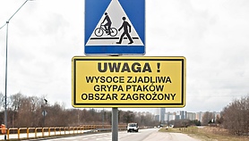 Elbląg. Większa strefa zakażenia ptasią grypą