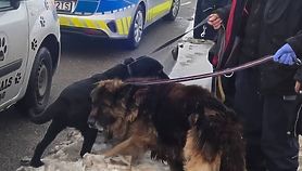 Porzucone psy trafiły do schroniska