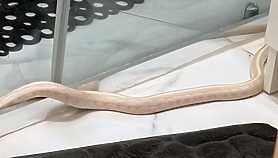 Wąż jednak się wyślizgnął