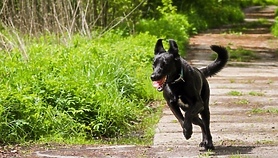 Wiosenny Bieg na 6 Łap