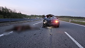 Zderzenie z łosiem na S7