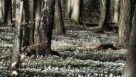 Spotkanie Zespołu Lokalnej Współpracy