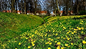 Miasto gra w zielone