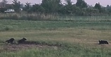 Jeden dziki pies odłowiony, wkrótce kolejne próby  (Wracamy do tematu) 