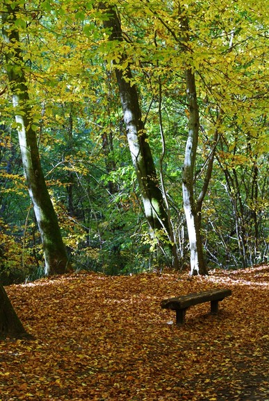 Bażantarnia jesienią