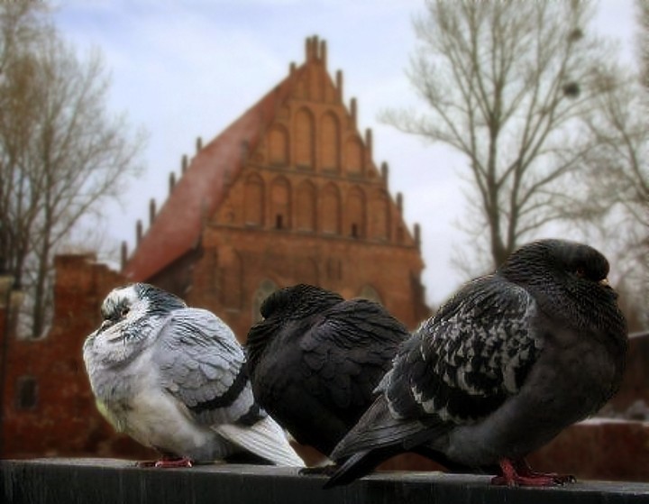 Galeria zmarzniętych gołębi