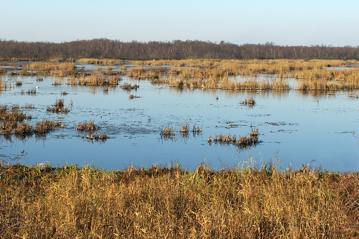 Drużno