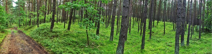 Leśna droga na plaże - Krynica Morska