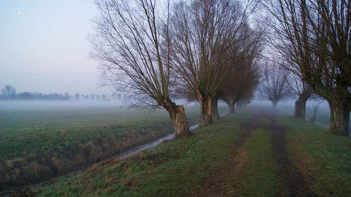 Poranek na mglistych Żuławach