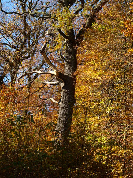 park Bażantarnia (Listopad 2012)