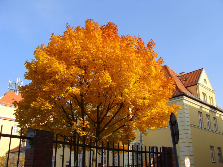 Pośredniak