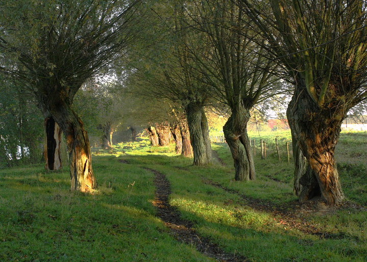 Stare wierzby nad Nogatem