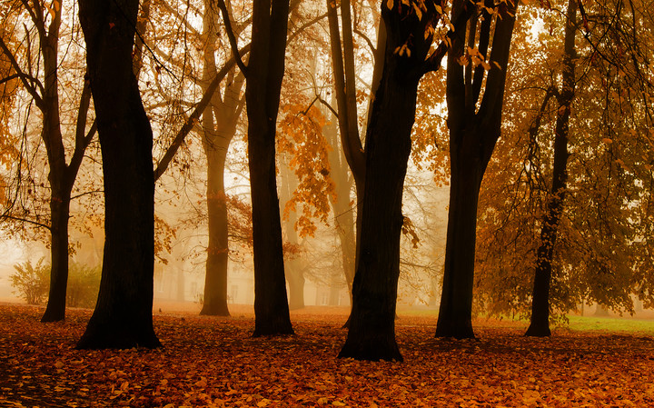 Park Traugutta. Elbląska złota jesień. (Elbląska złota jesień - nagroda specjalna)