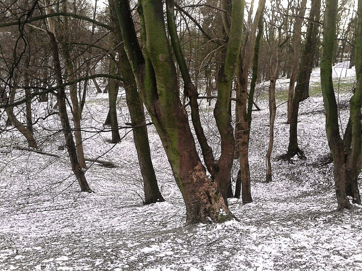 Śnieżny Park