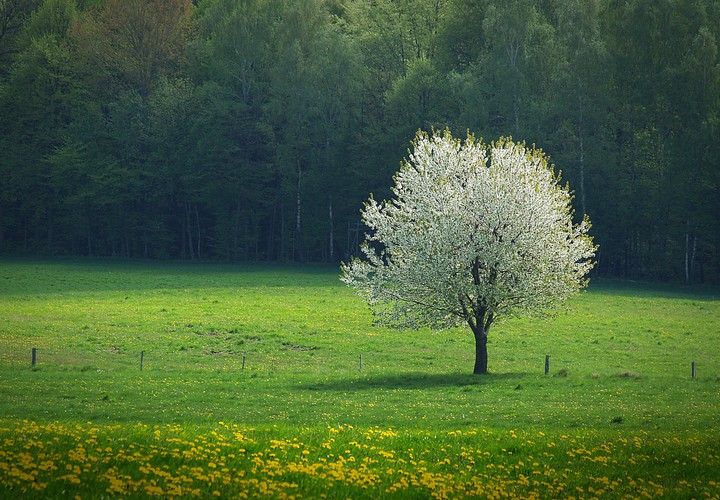 "Kwitnąca czereśnia"