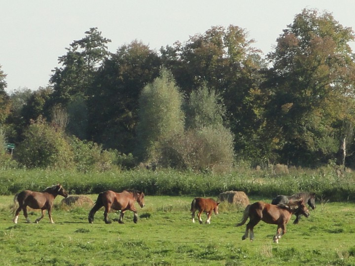 Galop? A może już cwał?