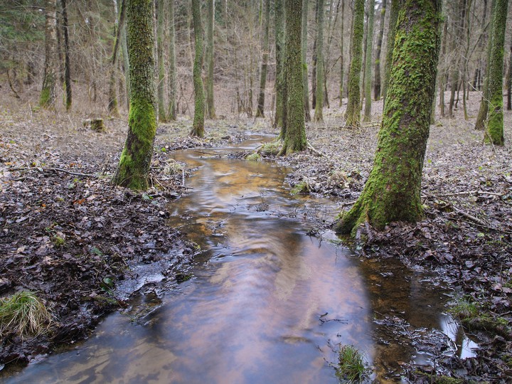 "Leśny strumień"